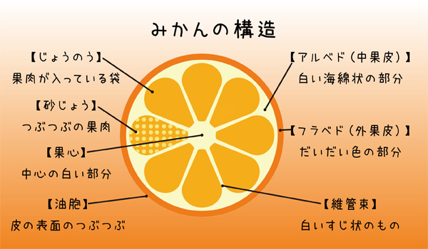 みかんの構造 みかんの構造