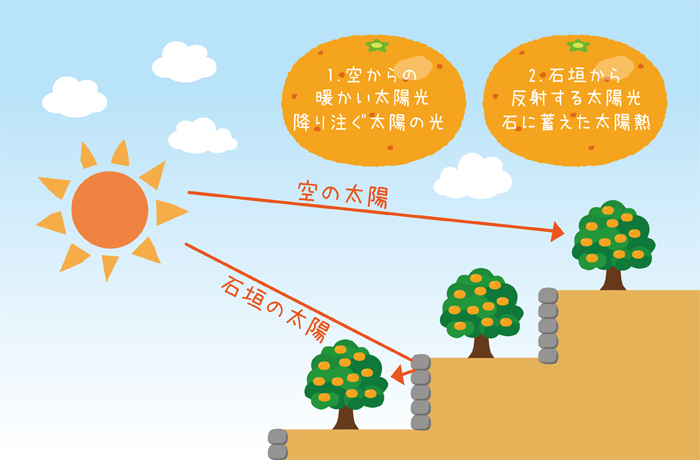 美味しさの秘密 美味しさの秘密