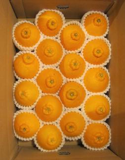田中さん家の不知火(18～20玉)約5kg　5500円　(送料無料・税込)