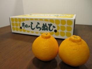 田中さん家の不知火(9玉～14玉)約3kg　3700円　(送料無料・税込)