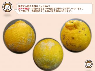 田中さん家の不知火(訳あり)約5kg　3700円　(送料無料・税込)