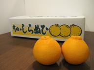 田中さん家の不知火(訳あり)約5kg　3700円　(送料無料・税込)